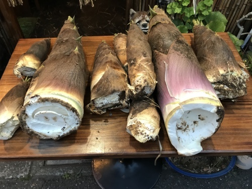 ババンバ バンバンバン_e0309501_09212052.jpeg