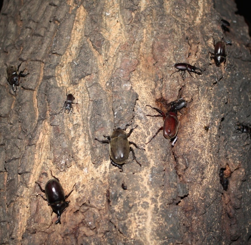 秋のオイルド その1_e0309501_15522270.jpg