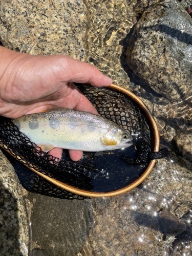 休憩タイム 渓流編_e0309501_16174066.jpeg